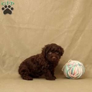 Hermit, Toy Poodle Puppy